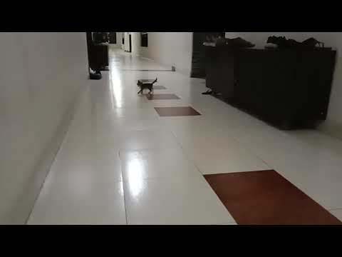 The Cute kitten we rescued yesterday! 🌈