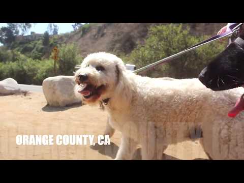 Here Rover - Dog Walking video.