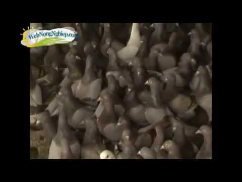 download lagu mp3 mp4 Chim Hi u, download lagu Chim Hi u gratis, unduh video klip Chim Hi u