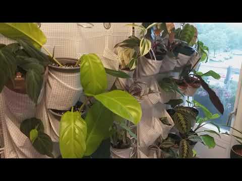 EGENGJORD VÄXTVÄGG  FÖR STICKLINGAR