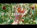 PASSION To Live Is The Rarest Thing In The World Most People Exist That Is All