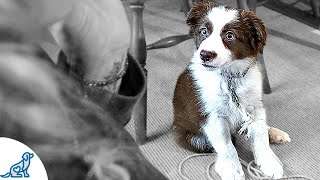 Teaching Your Puppy To Listen To You - Puppy Training Secrets