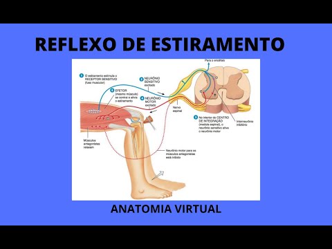 Arco reflexo de estiramento