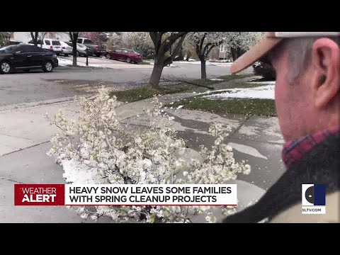 Monday's snow was too heavy for some trees
