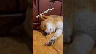 夏バテ対策する豆柴 #shibainu #柴犬 #犬のいる暮らし #cute #夏バテ対策