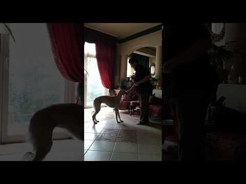 Adiva Saluki klikkeres tréning 3