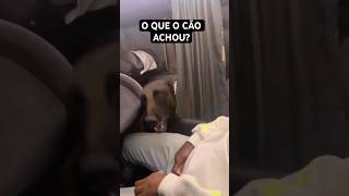 Cachorro treinado é outro nível kkkkkk