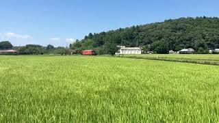 小湊鉄道　キハ40  サロベツヘッドマーク②