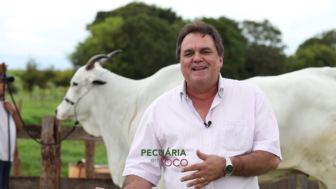 PECUÁRIAEM FOCO - LEILÃO FORÇA DA RAÇA MS