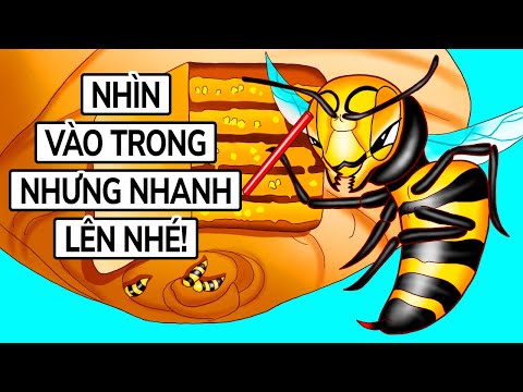 , title : 'Bạn Sẽ Thấy Gì Nếu Có Thể Bước Vào Tổ Ong Bắp Cày'