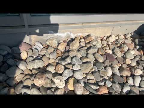 Box Elder Bugs Are Coming Out in Pennington,...