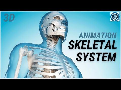 Skeletal System of Human Body | 3D Bones Anatomy and Physiology Animation