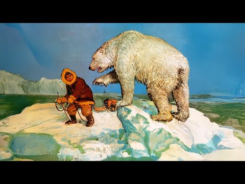 How Inuit Survive Polar Bear Attacks
