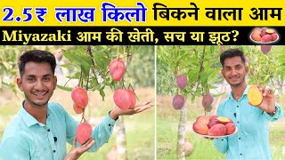 दुनिया के सबसे महंगे आम मियाजकी की खेती // Miyazaki aam ki kheti// Miyazaki mango farming in India