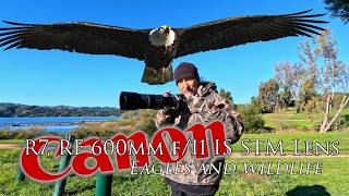A wildlife experience! Lake Casitas Eagles and Wildlife, Canon R7 and the amazing 600 F11 lens.  🤩
