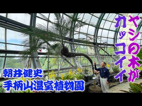 丈夫なヤシ: これらの種は軽い霜にも耐えます トピックス