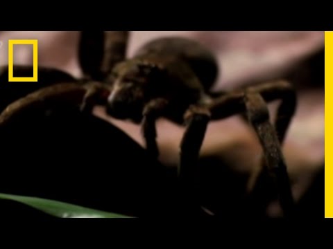 Deadly Spider Bite! | National Geographic