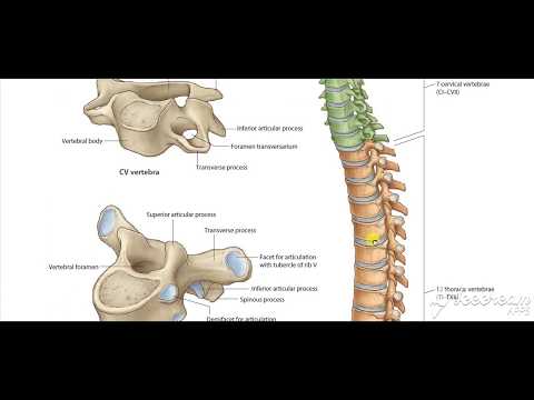 Typical Thoracic vertebrae 4