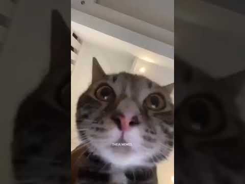 Random Shorts 1 | Excuse me! You've a text message | Maruf Mahady Arnob | MMA | #funny #funnyvideo