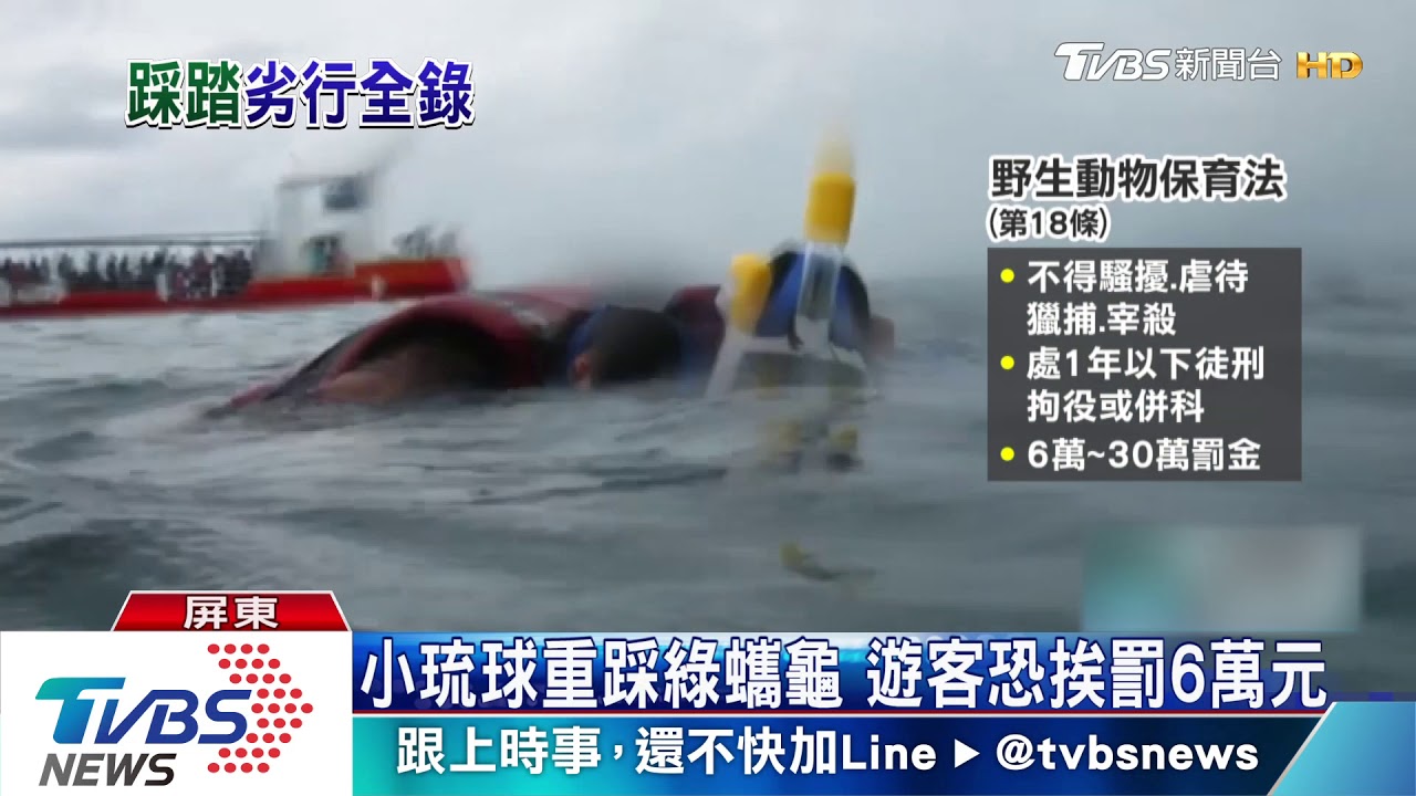 首例現行犯！遊客重踩小琉球海龜　全都錄