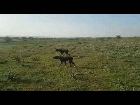 Ömür Av Köpekleri 2 Ömür Av Köpekleri 2
