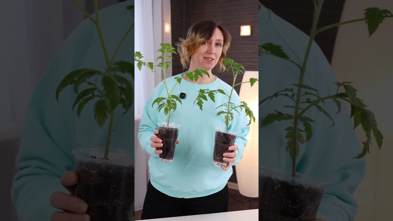 Первая и очень важная подкормка рассады, от которой зависит будущий урожай!