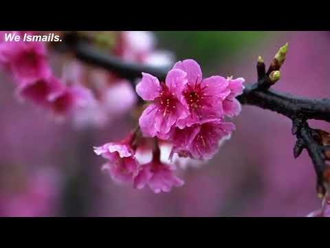 ISMAILI GINAN WITH MUSIC - HUN RE PIYASI PIYA TERE DARSHAN KI VIDEO