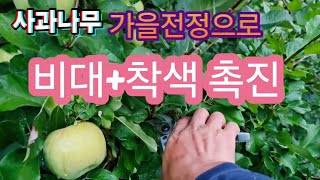 (9월)사과나무 가을전정으로 사과 비대와 착색을 촉진 시키자(가을전정 잘하는 방법)