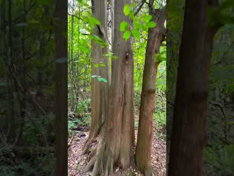 Deep Forest 🌳🌳🌳 #shorts #nature #naturlovers #forest #deepforest  ￼