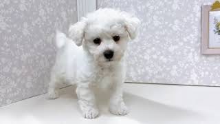 ビションフリーゼの動画01