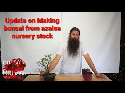 Update on making bonsai from azalea nursery stock.