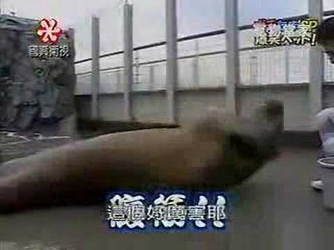 movie: Walrus doet sit ups
