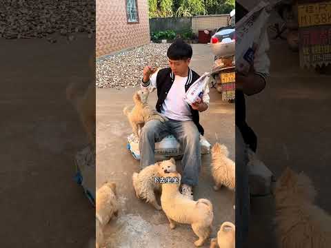 谁能拒绝这么可爱的小东西呀！ #狗狗 #内容启发搜索  #校园月亮哥
