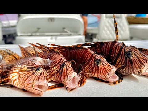 Lion Fish Nigiri & Raw Spoons (Feat. StanzFam) Catch Clean Cook