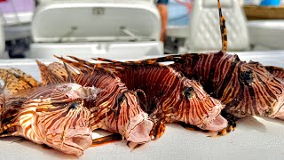 Lion Fish Nigiri & Raw Spoons (Feat. StanzFam) Catch Clean Cook