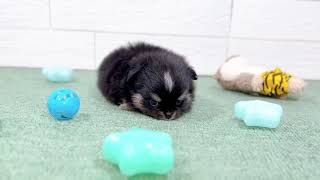 ハーフ犬の動画01