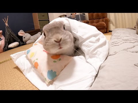 ウサギと一緒に寝てもいいですか?