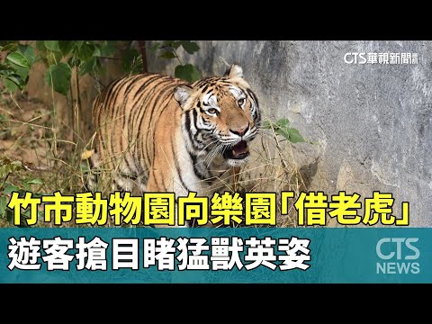 竹市動物園向樂園「借老虎」　遊客搶目睹猛獸英姿