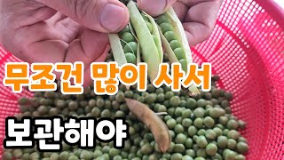 무조건 많이 사서 이곳에 보관해야! 제철 맞은 완두콩
