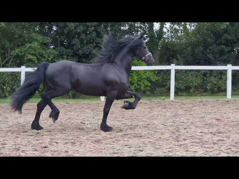 Stal Okkema's Lindert - Eise x Gerben - Stallion - 2019