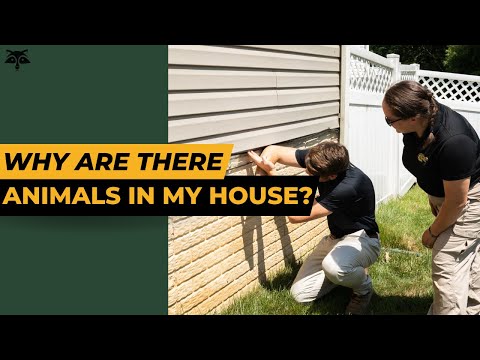 Why are there animals in my house? | Critter Control