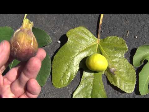 download lagu mp3 mp4 What Kind Of Fig Tree Do I Have, download lagu What Kind Of Fig Tree Do I Have gratis, unduh video klip What Kind Of Fig Tree Do I Have