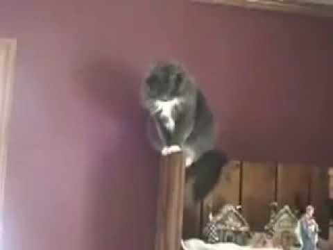 Some guy yells at some cats