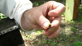 Bee ejaculation