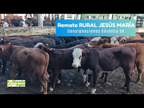 🔹🐮Casi 3 mil animales se remataron en la Rural de Jesús María►Pedro Pérez, Consignaciones Córdoba SA