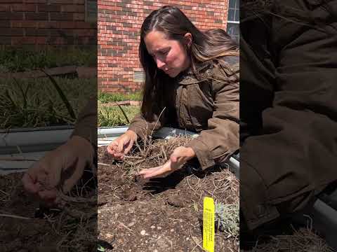 Life Lesson #254 from the #Garden #life #family #shorts