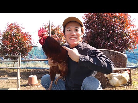 , title : 'ニワトリを飼う方法🐔田舎で鶏を飼育し幸せに暮らそう！毎朝、産みたて卵を食べられる！'