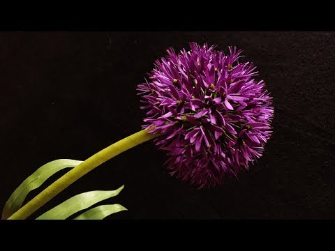 ABC TV | How To Make Allium Paper Flower | Flower Die Cuts - Craft Tutorial