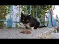 Very Cute Tuxedo Cat With Long Whiskers