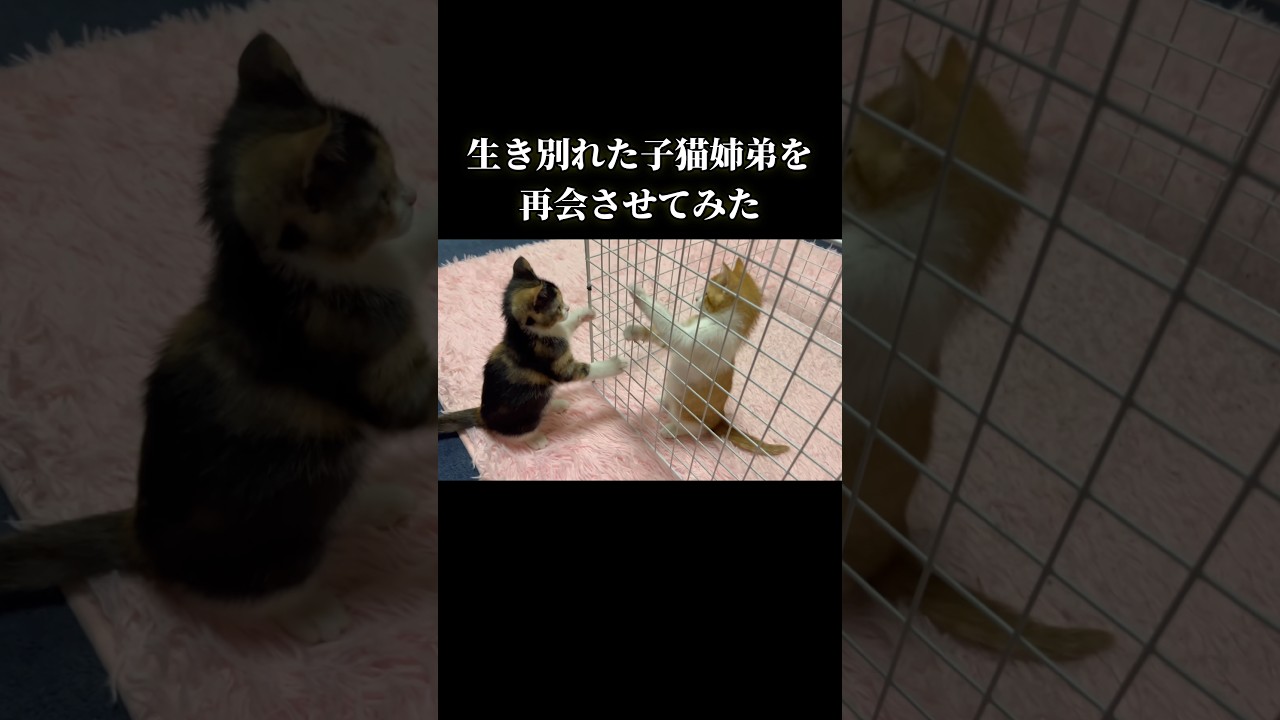 生き別れた子猫姉弟の再会の瞬間…